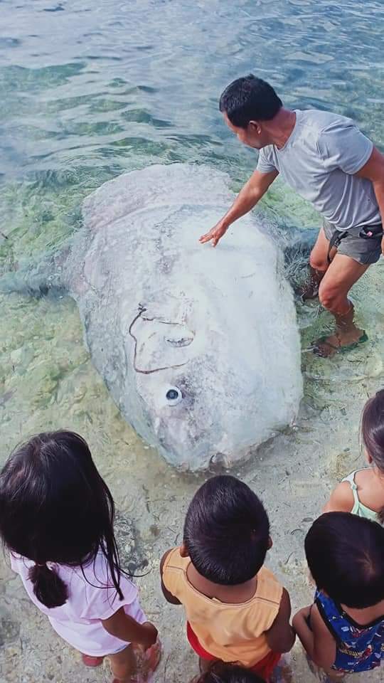 Ocean sunfish found dead in Sandingan Island