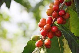 Handpicked berries, key to good priced farm-coffee