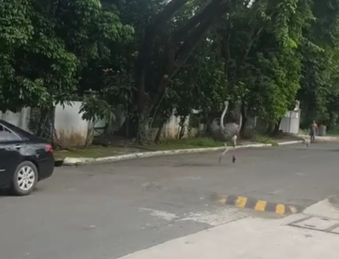 Ostrich spotted running carefree in Quezon City subdivision during MECQ