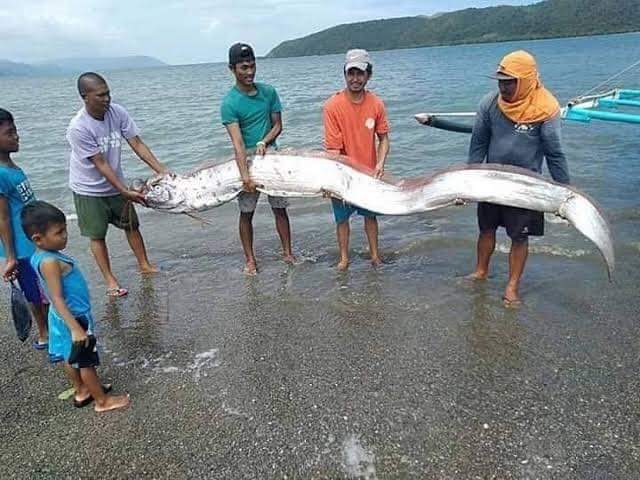 Viral photo of oarfish found in Maribojoc, Carmen, is fake