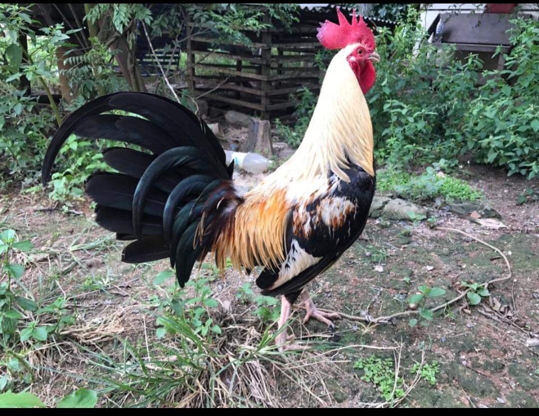 Two persons arrested for illegal cockfighting