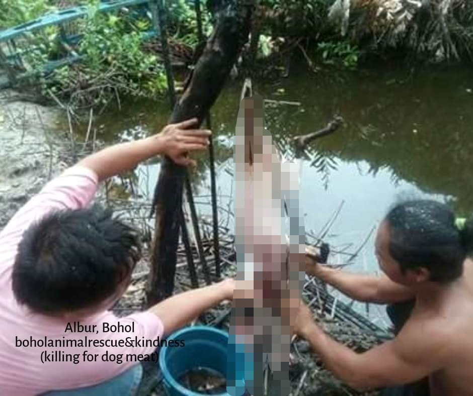 BARK: ‘Barbaric’ dog, cat meat trade continues in Bohol
