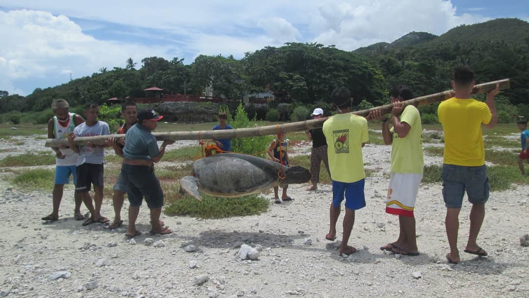 Sea turtle found dead in Maribojoc town