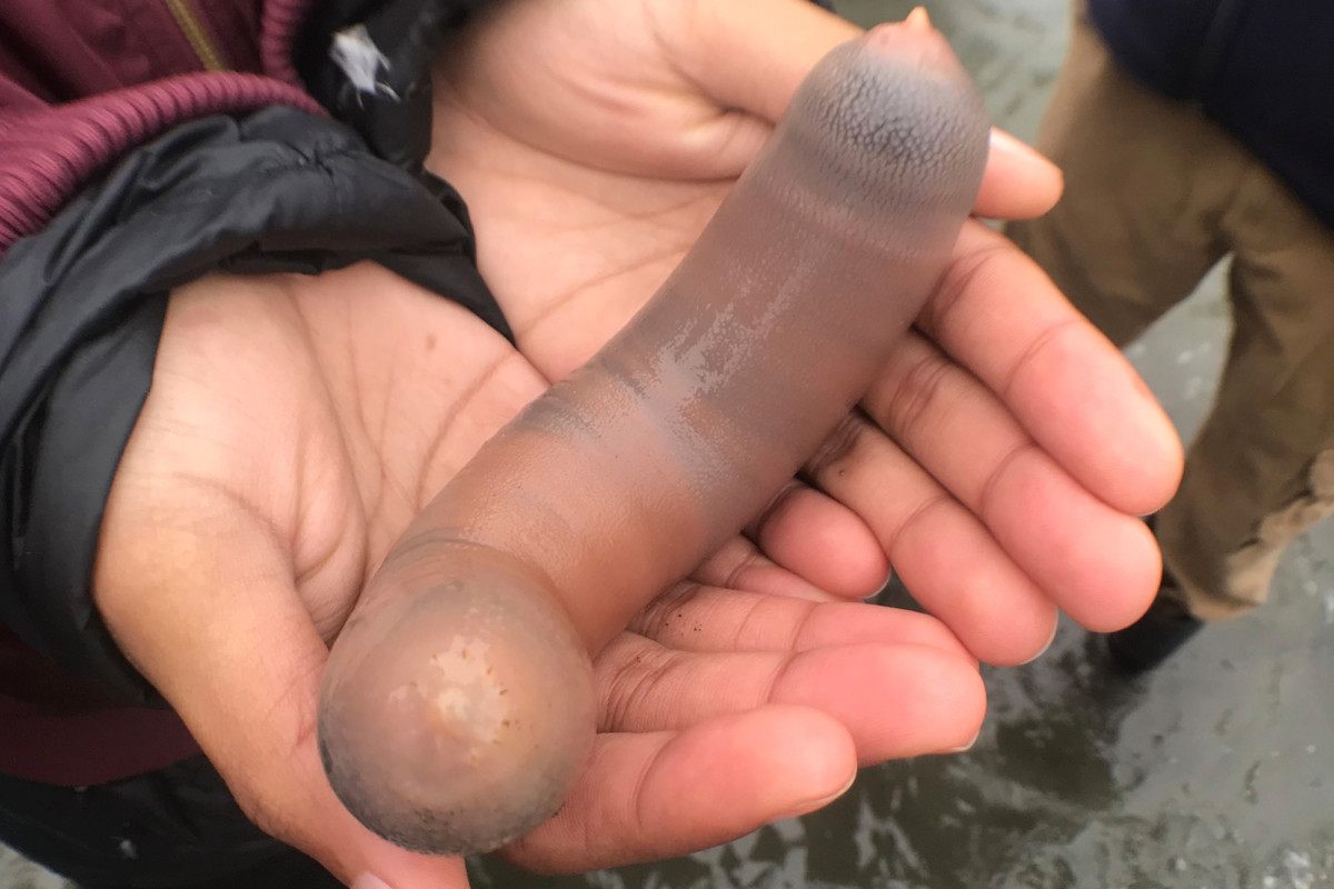 Thousands of ‘penis fish’ wash up on California beach