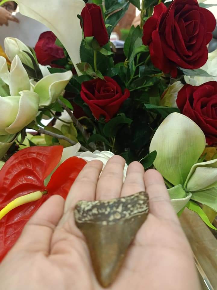 LOOK: 3rd Megalodon tooth found in Catigbian town