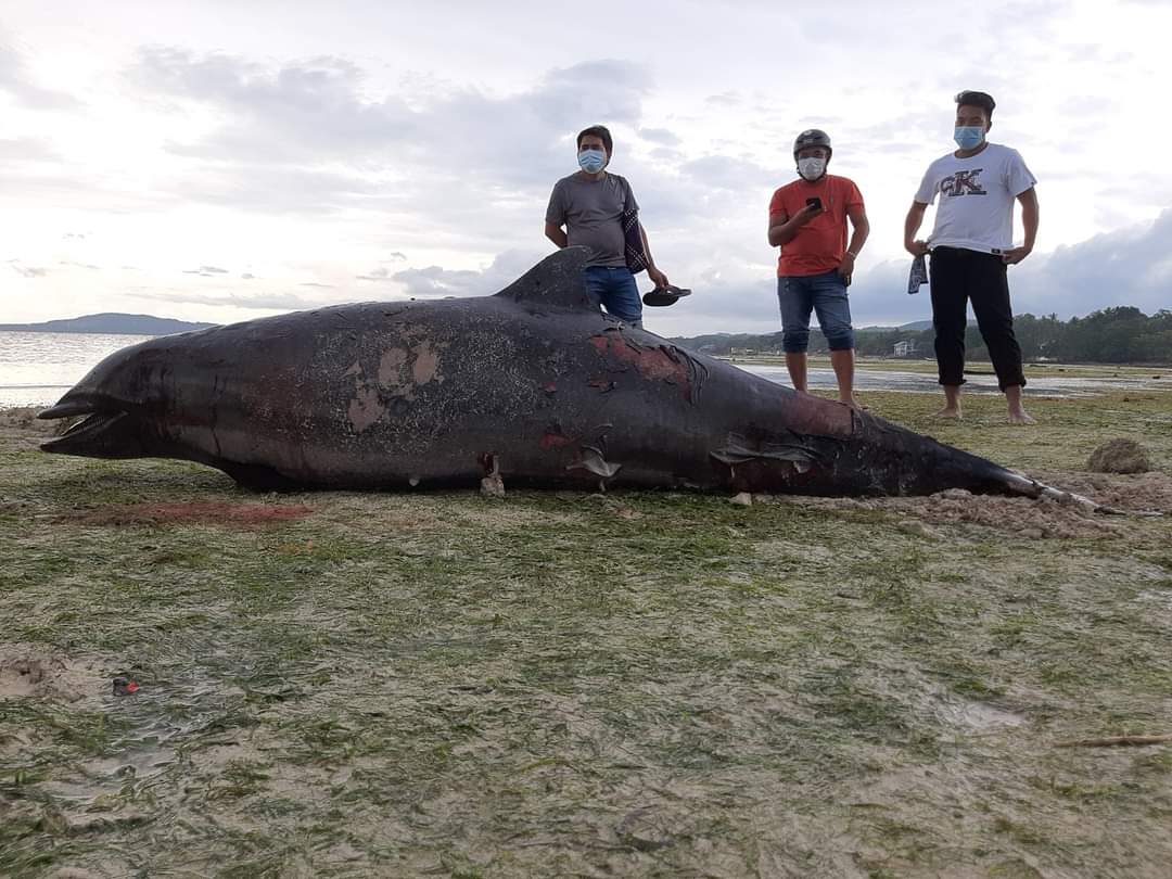 Pregnant Fraser’s dolphin found dead in Alburquerque town