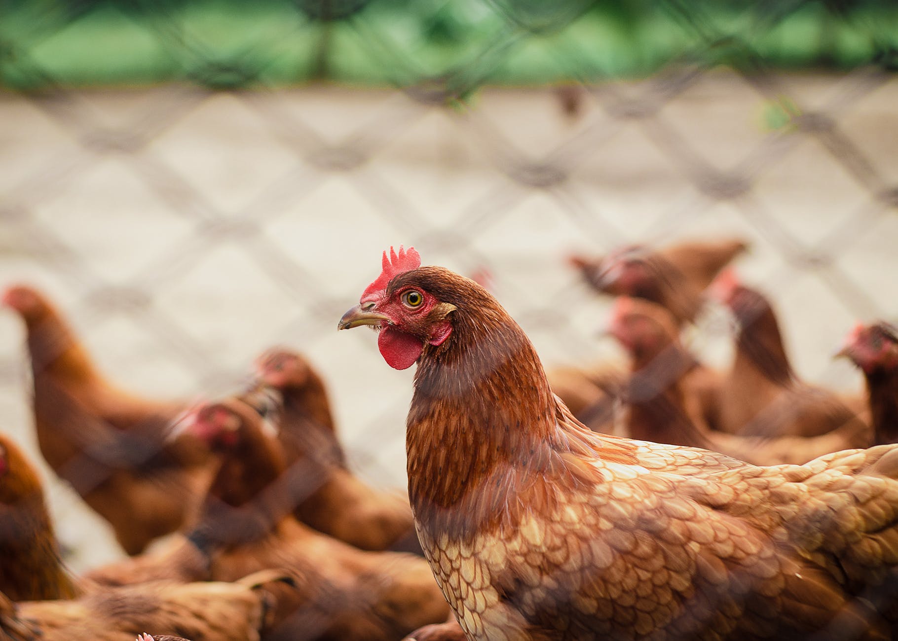 BUFFCI dangles native chicken contract growing with feeds