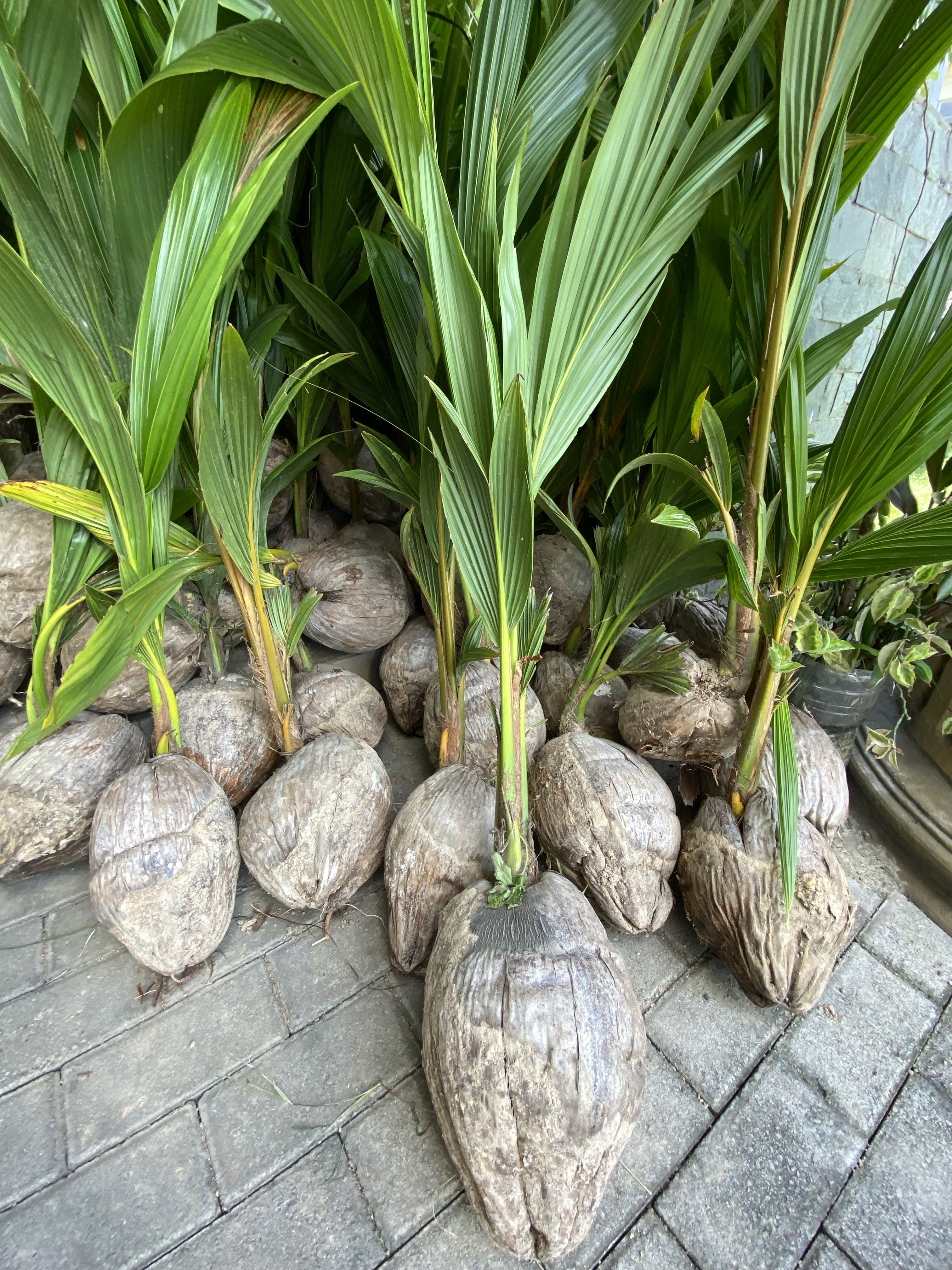 PCA rolls-out plan for P75B coco levy fund utilization