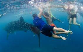 DA-BFAR is lead agency to act on whale shark issue in Lila–DENR