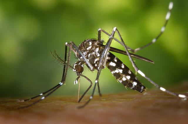 Bohol sees sharp spike in dengue cases