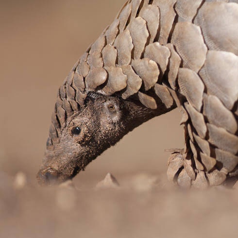 Pangolins a potential intermediate host of novel coronavirus: study