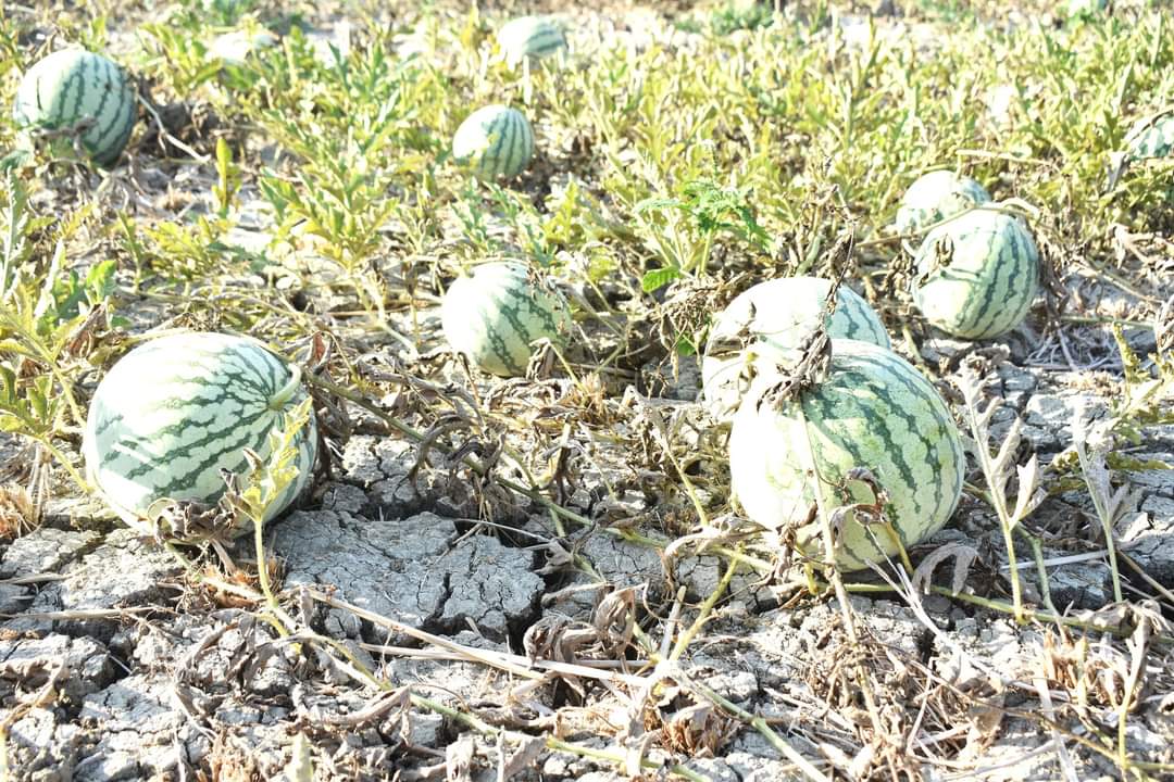 Bohol mulls over state of calamity declaration due to El Niño