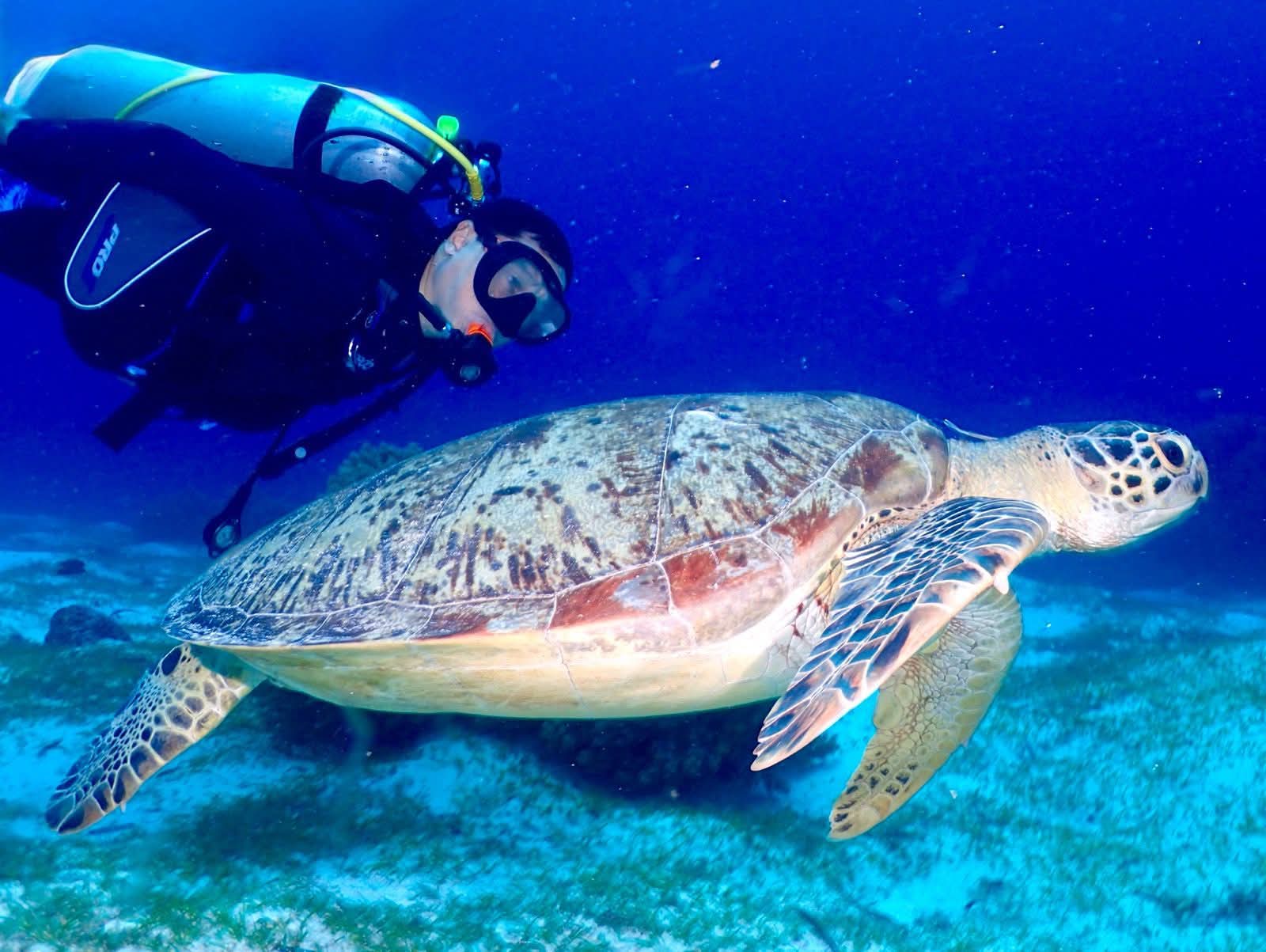 Former Bohol Governor Arthur Yap goes diving with a sea turtle