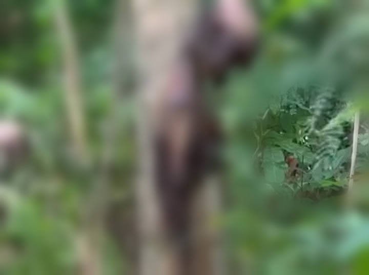 Decomposed body found in Clarin town identified by family