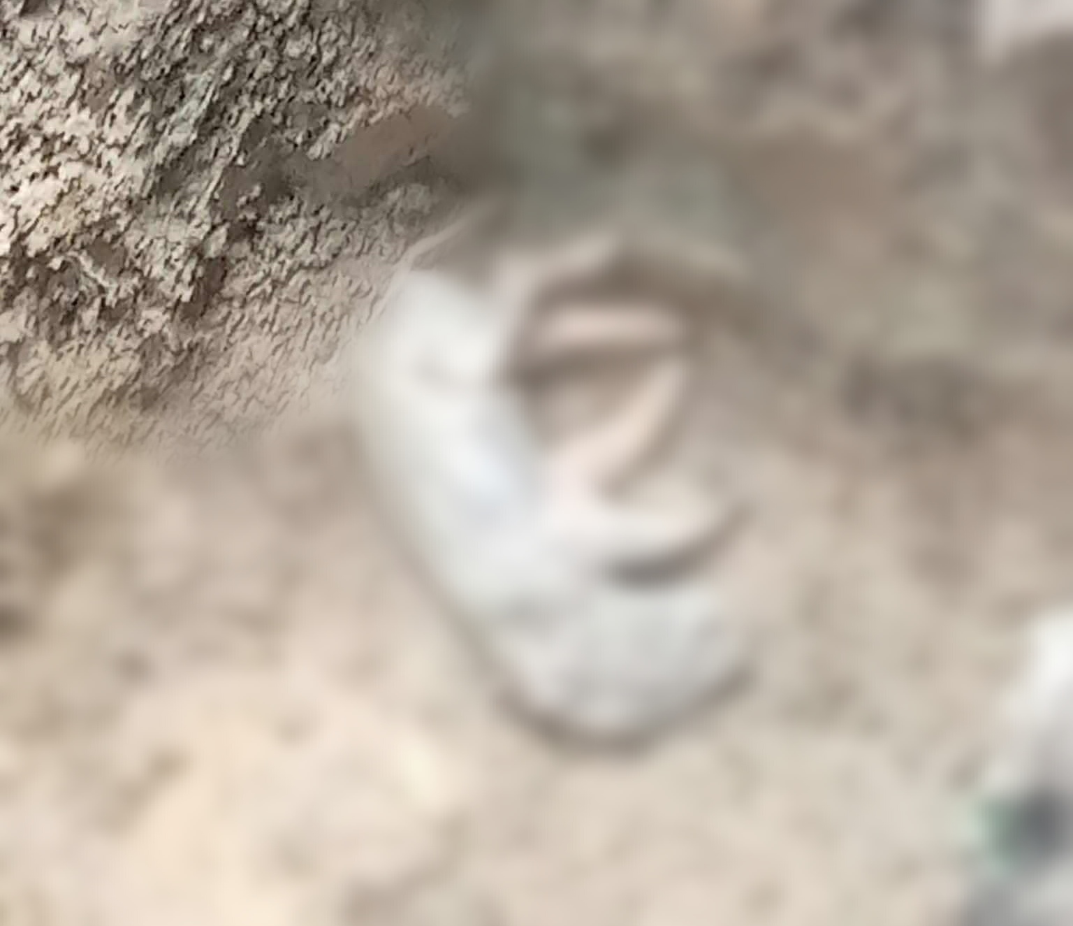 ASF spreads to 35 Bohol towns