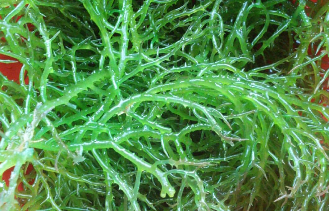 MOA sa buwaranan og guso sa Pinamgo, buot ipatuman 