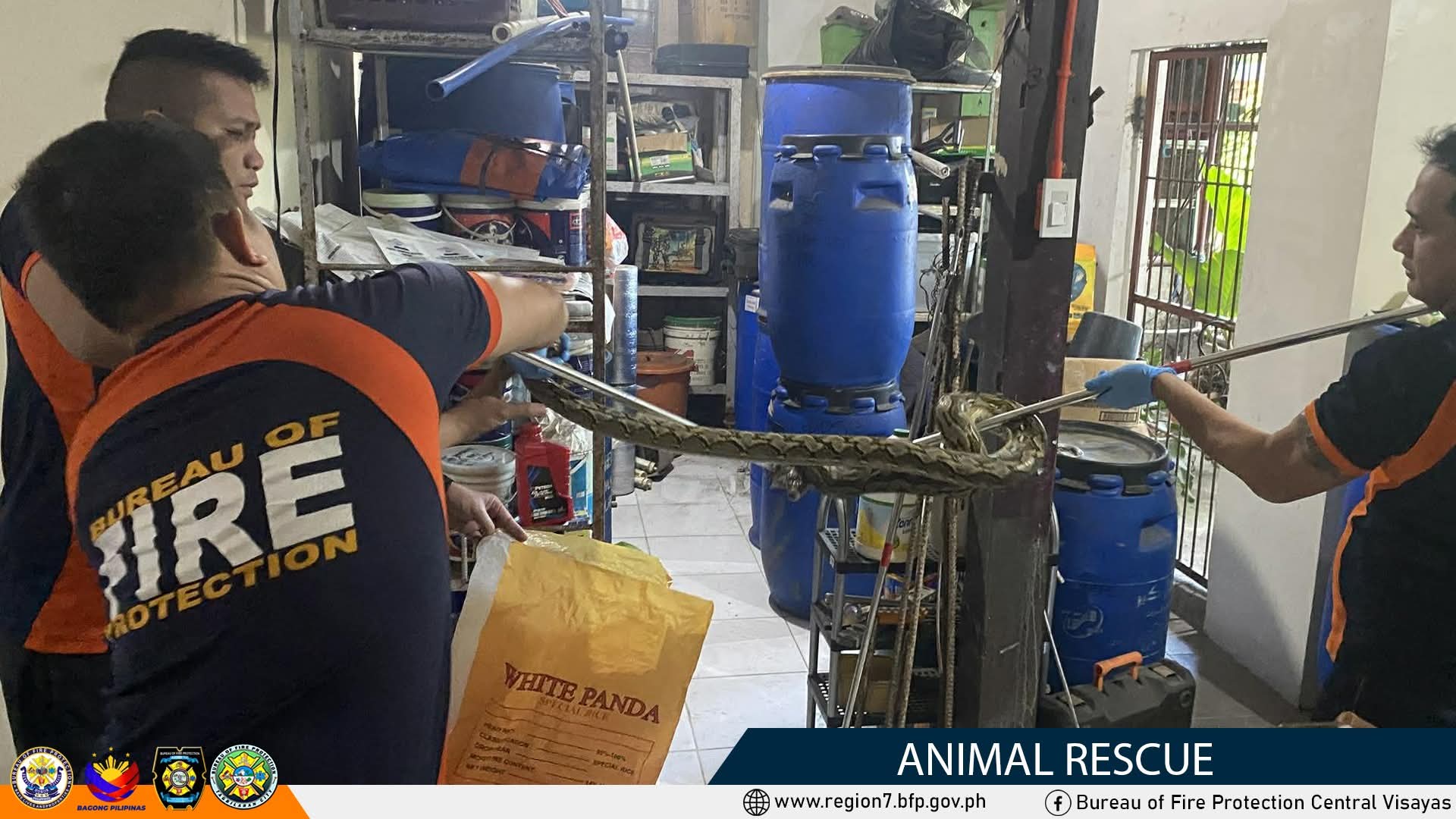 BFP rescues python in Tagbilaran City