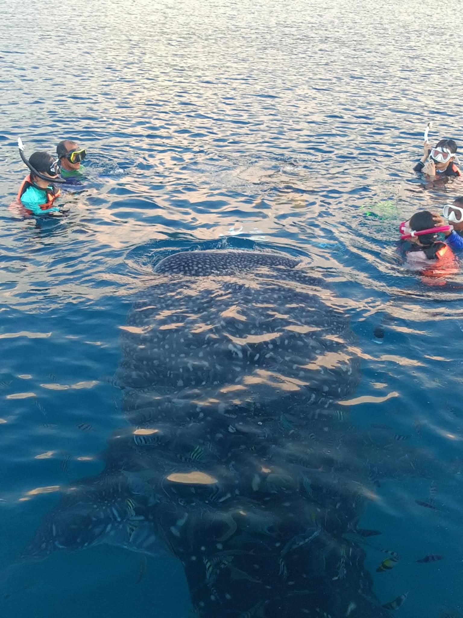 Whale shark and marine wildlife protection strengthened by Bohol ordinance