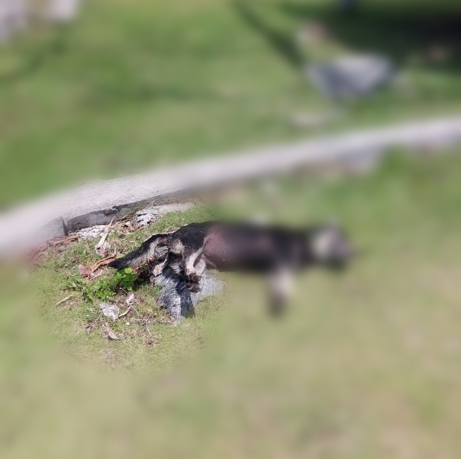 Animal welfare group offers P50,000 reward over alleged dog poisoning on Pamilacan Island