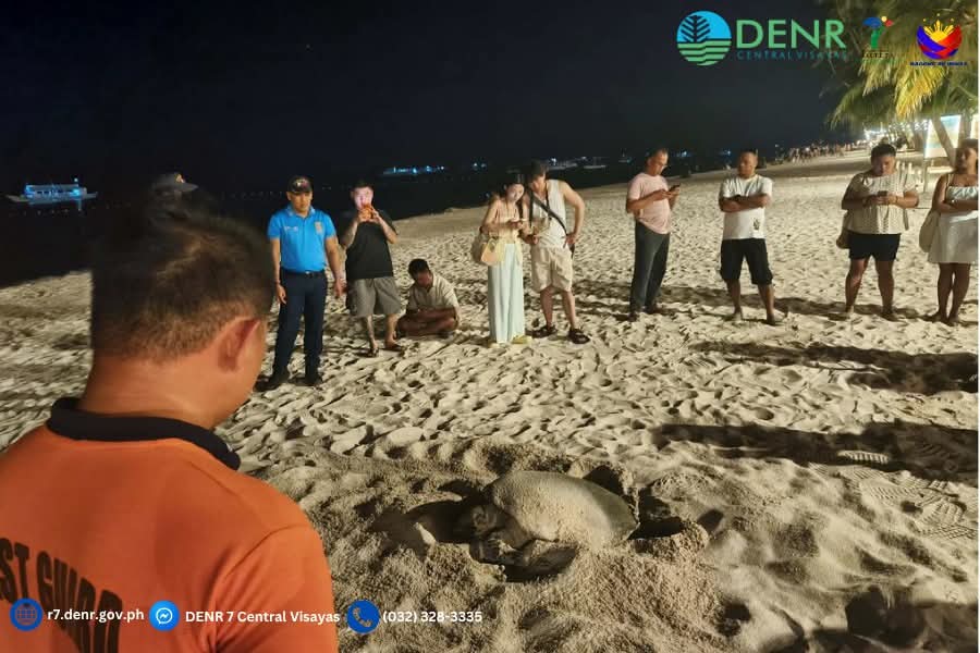 Endangered green sea turtle nests in Panglao, DENR urges public protection