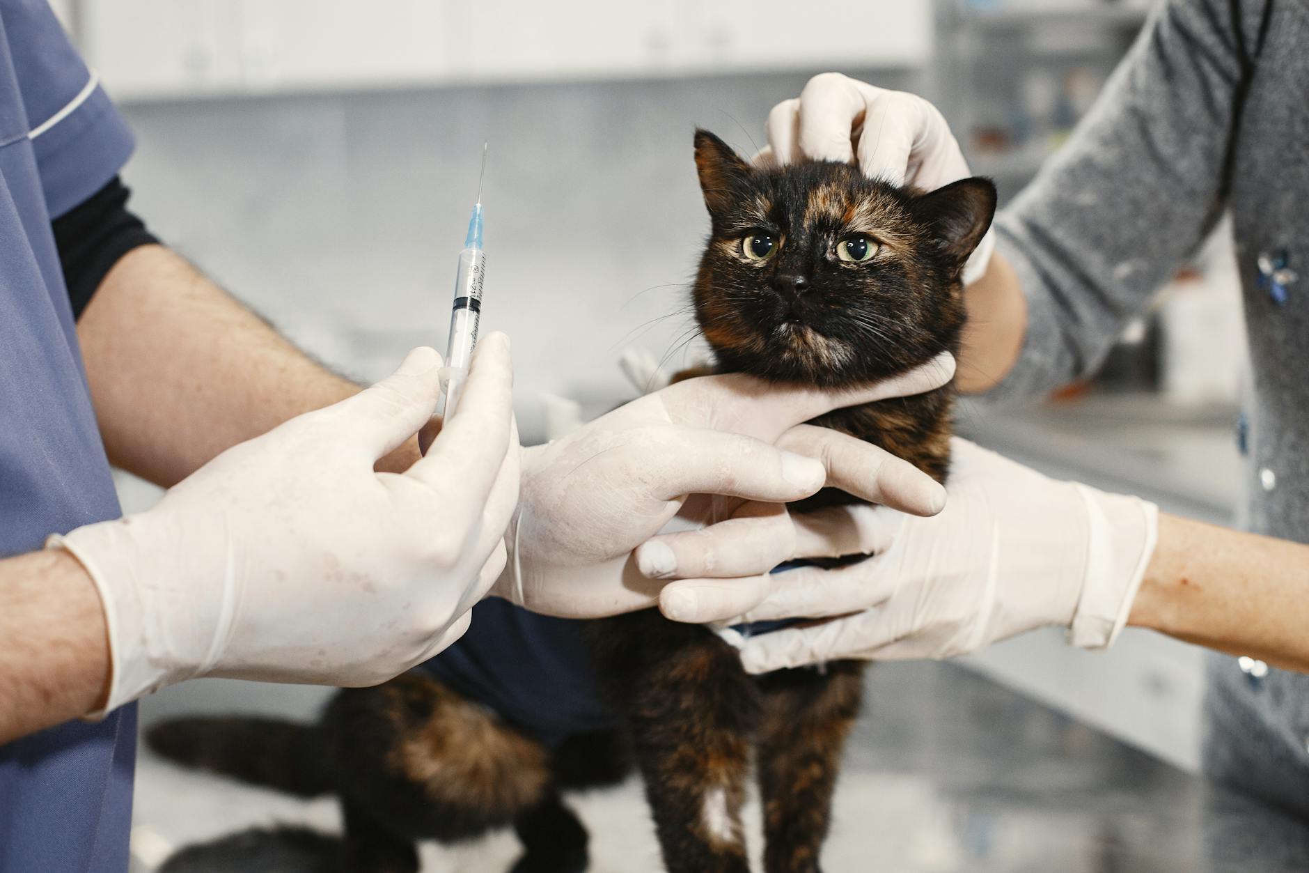 Free veterinary services set in Tagbilaran on May 30-31