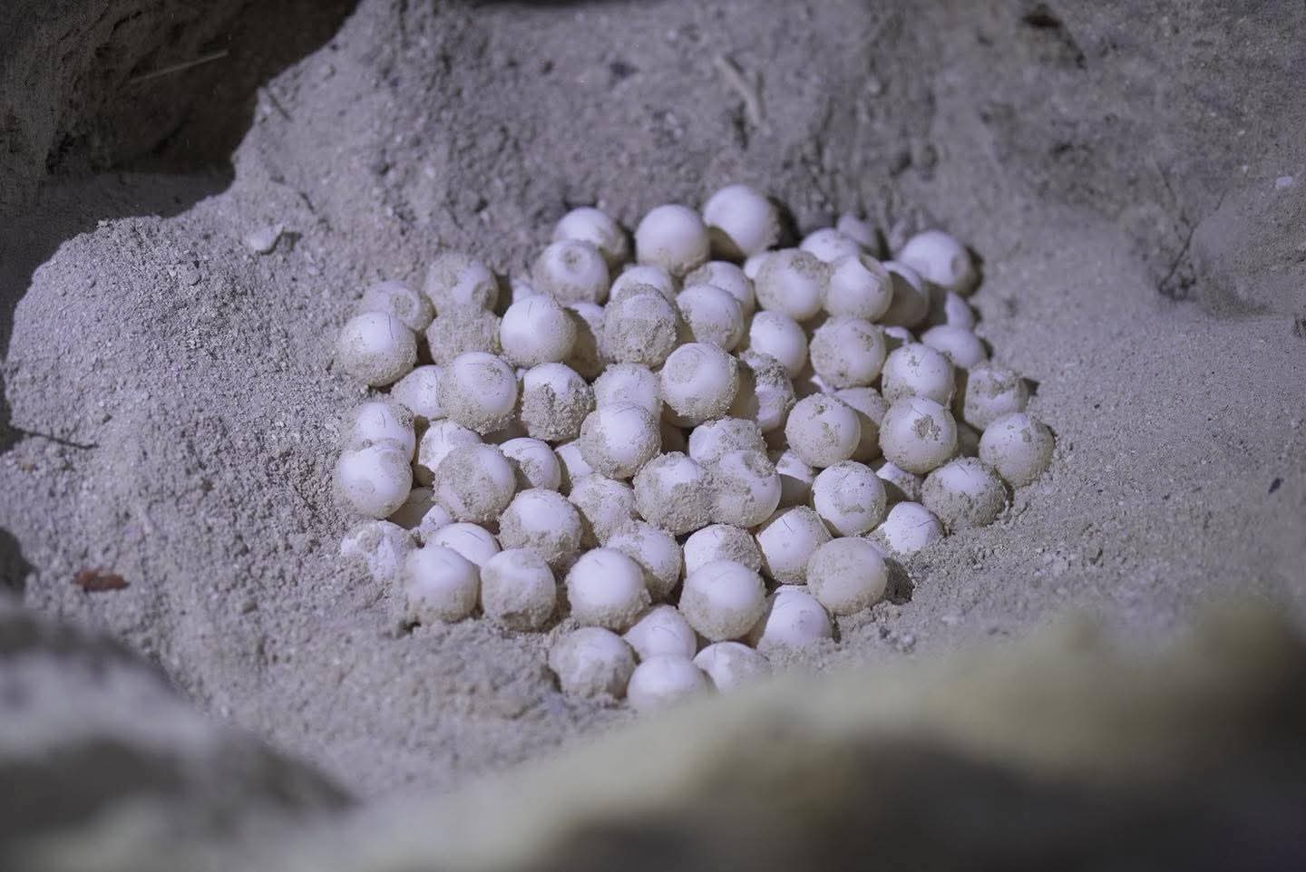 79 baby green sea turtles released in Panglao