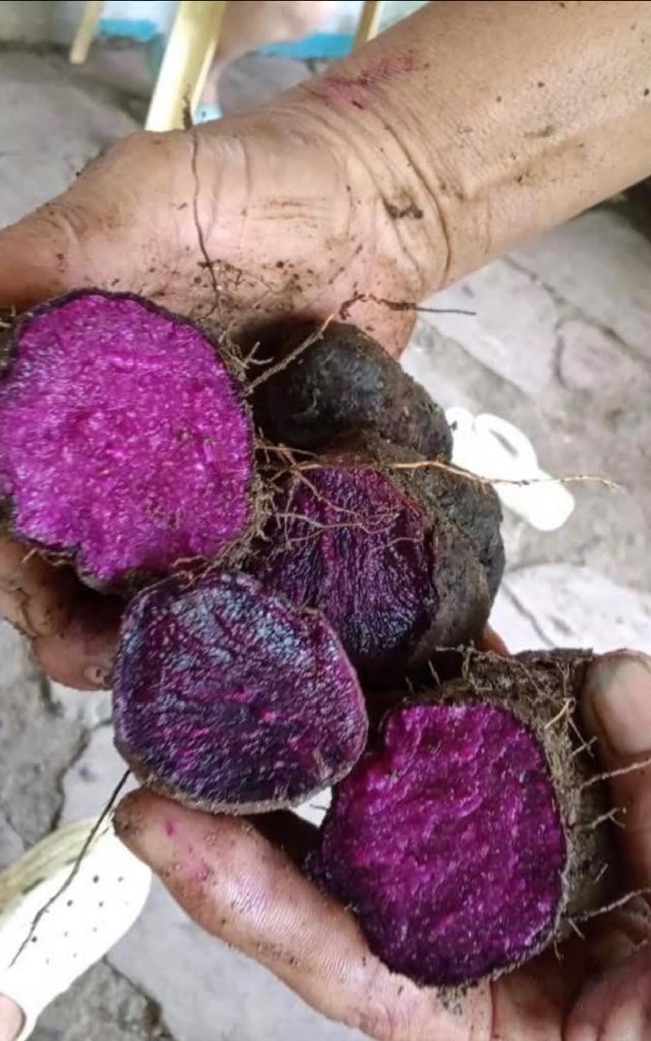 Bohol, Leyte farmers receive ube planting materials under DA project