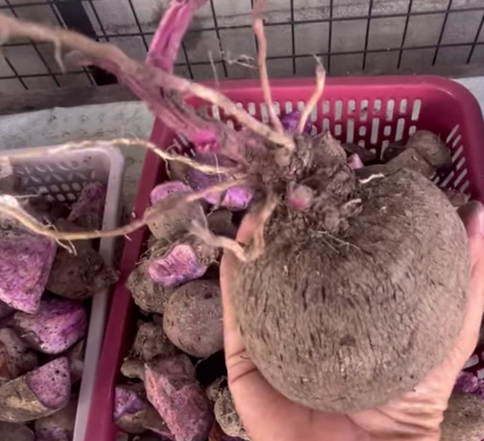Bohol moves to secure geographical indication status for Ubi kinampay