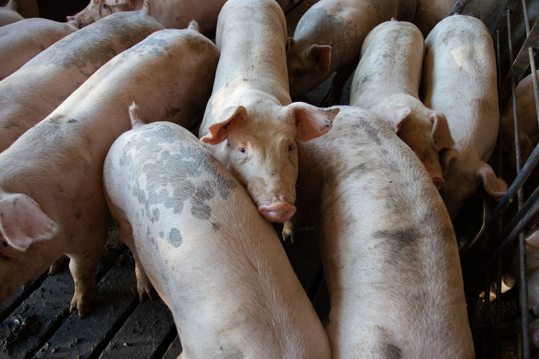 Bohol seizes 40 undocumented pigs from Cebu amid intensified ASF border controls