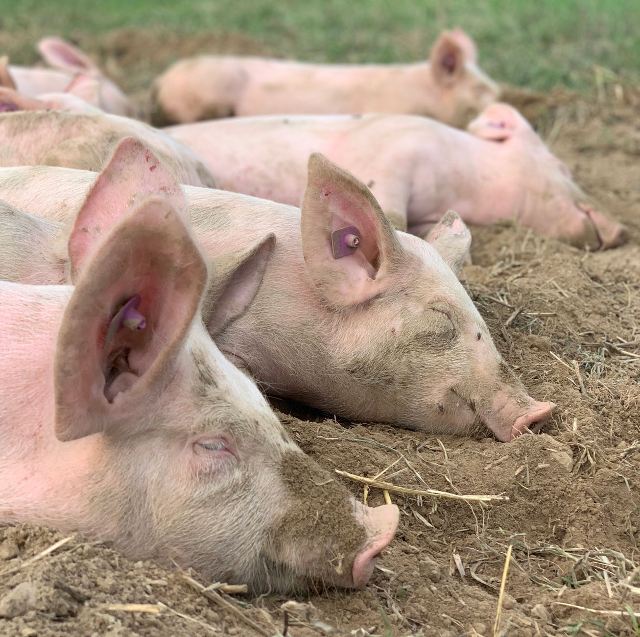Authorities intercept 35 illegal piglets from Cebu in Getafe