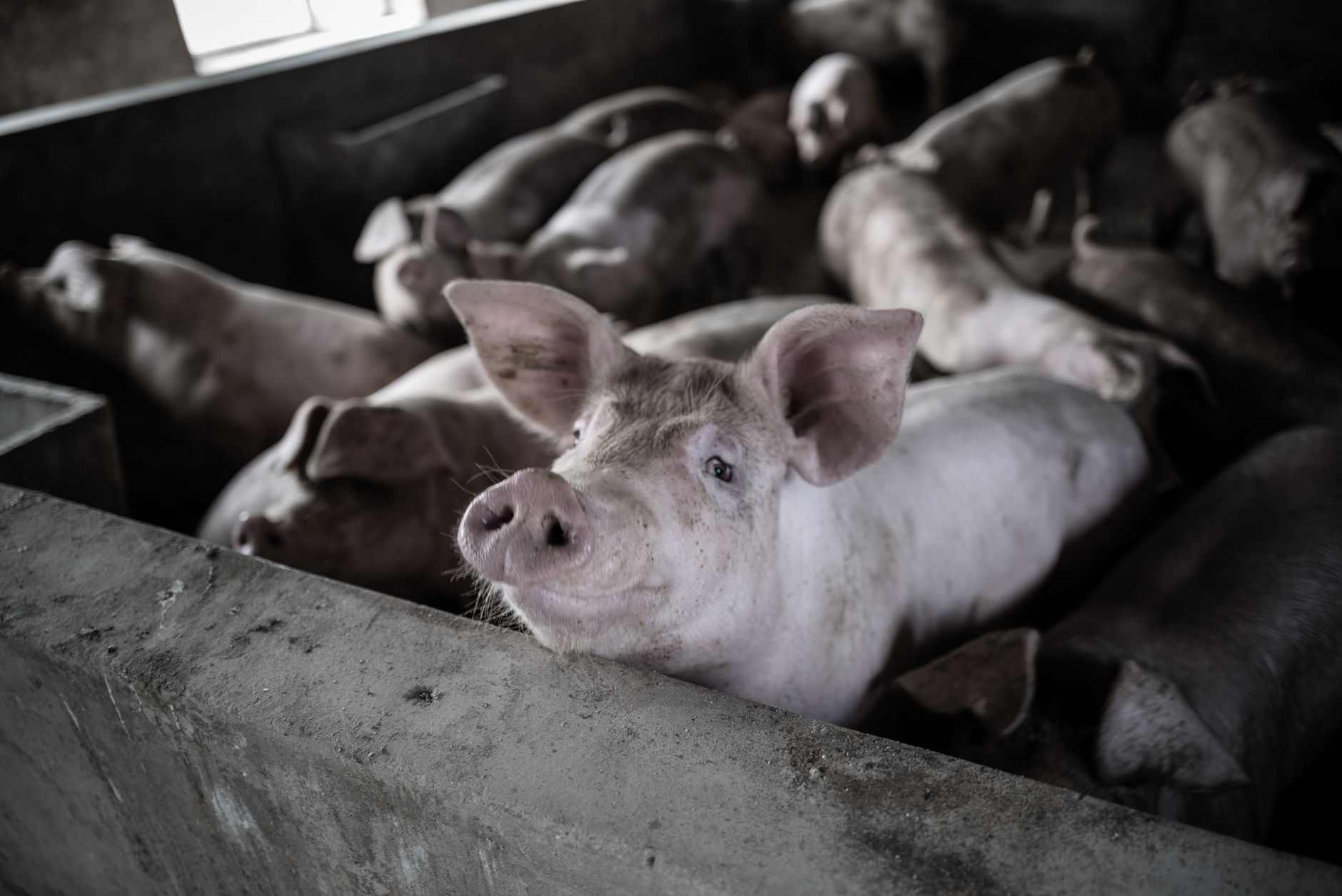 Bohol nagdili sa pagpasulod og mga baboy ug karne sa baboy gikan sa Negros sulod sa 60 ka adlaw tungod sa hulga sa ASF