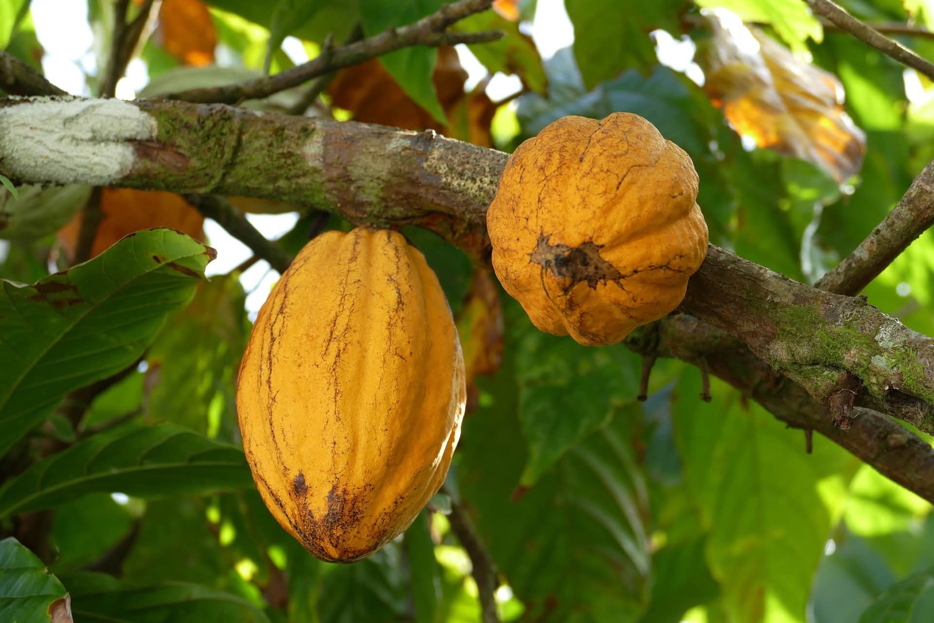 Farmers warn of cacao supply shortage in Bohol