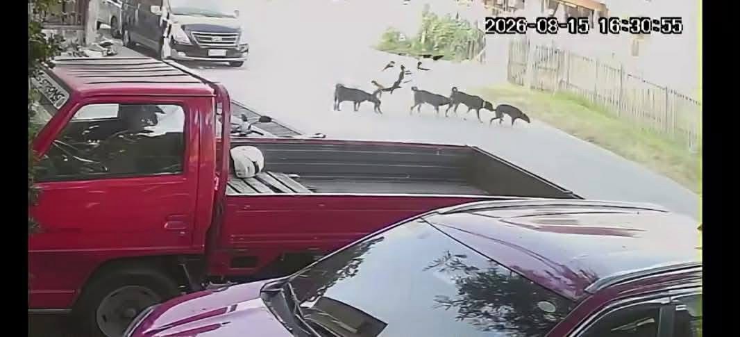 Family pet euthanized after being hit by vehicle in Tagbilaran