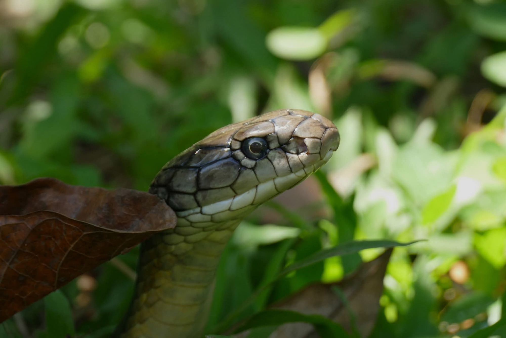 6-year-old girl dies after snake bite in Loon town