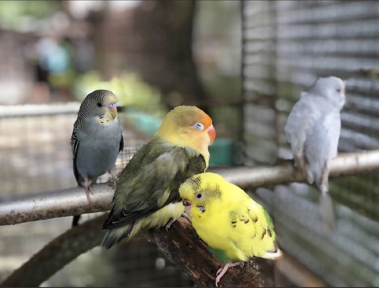 DENR, PNP Maritime Group step up crackdown on illegal wildlife trade in Bohol